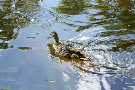 鸭子漂浮在湖中鸟儿图片