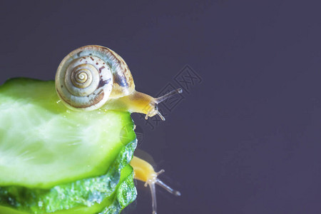 一只蜗牛坐在均匀的浅色背景上的一片黄瓜上镜子中的反射复制空图片