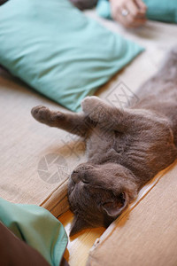 可爱的小灰猫睡在枕头图片