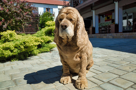 Spaniel彩色鸡装图片