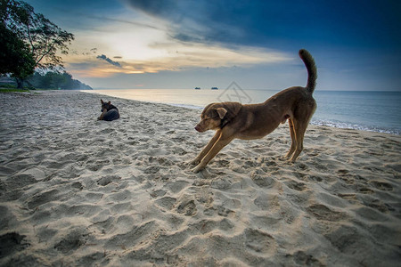 无家可归的狗像瑜伽一样贴在海边沙滩上对抗美背景图片