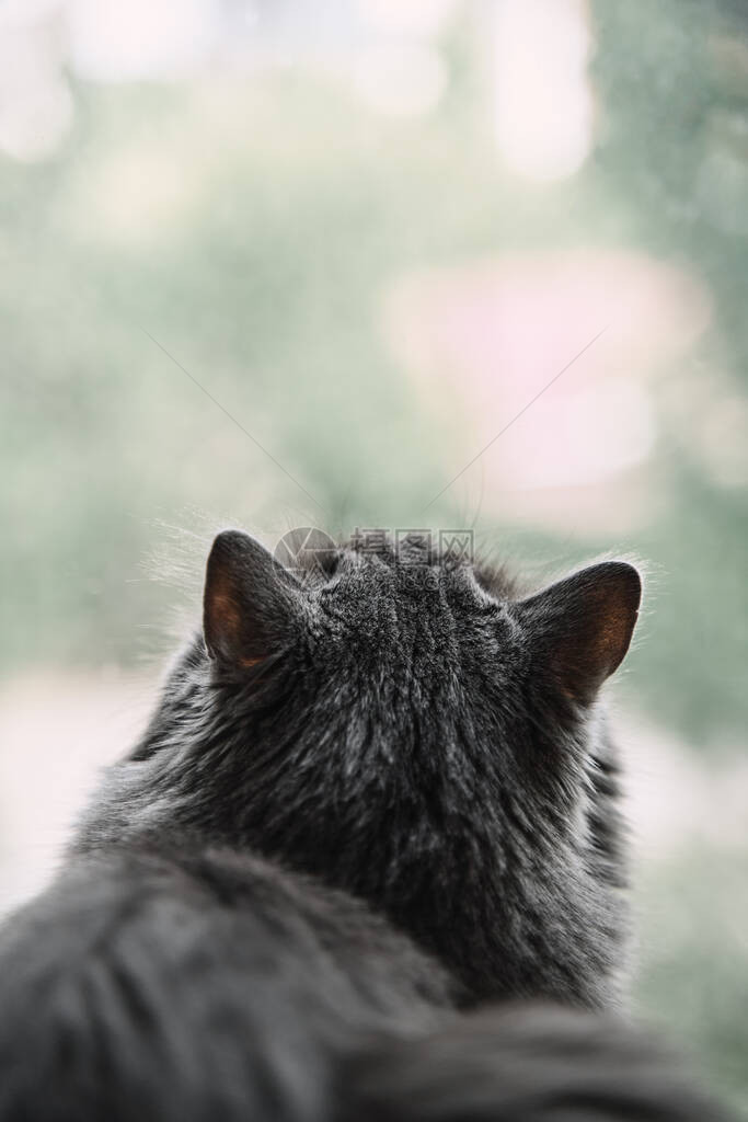 灰色的家猫坐在窗台上抬起头来繁殖室内宠物的孤立复制空间图像小猫透过窗图片