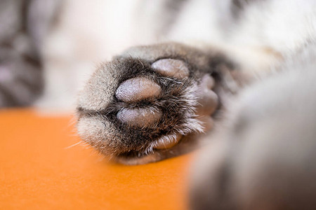 橙色背景上灰色猫的爪子图片