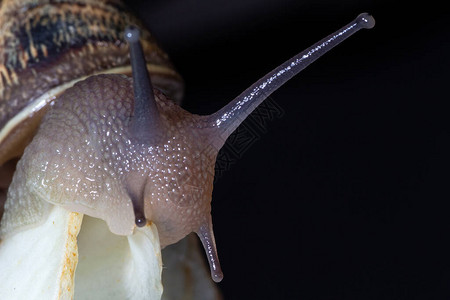 Snail食用黑图片