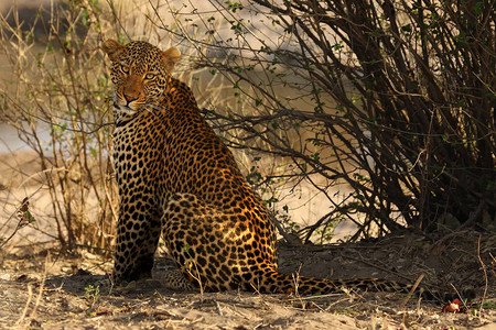 非洲豹Pantheraparduspardus正坐在靠近水的小型山谷边缘背景图片