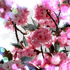 粉红花带背景图片