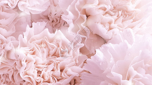 美丽的粉色花朵背景图片