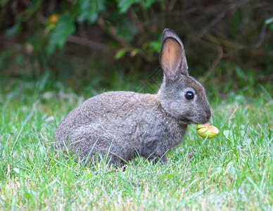 看见一只野兔在草地上用图片
