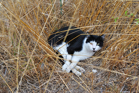 黑白猫在地上滑倒葡萄牙图片