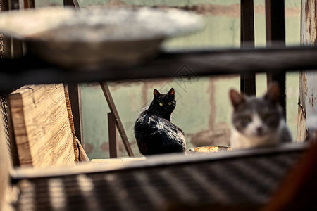 城市空间无家可归的黑猫黑猫在看流浪动图片