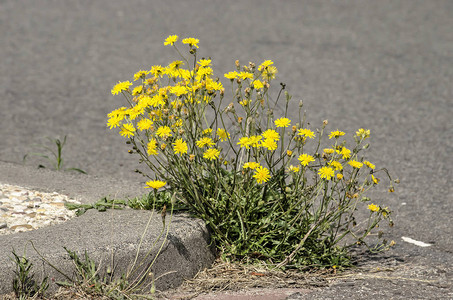 在沥青和石土路边之间生长的黄图片