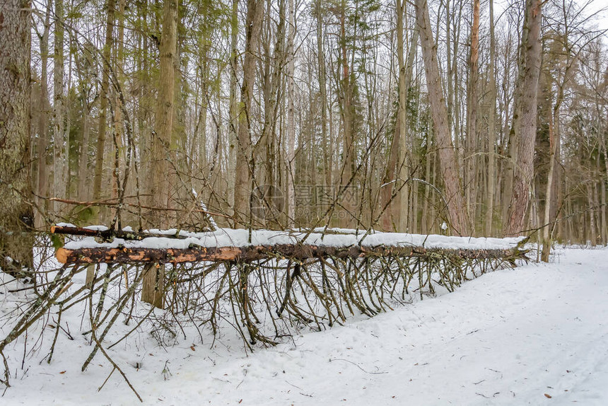 寒冷的寒冬下雪森林中图片