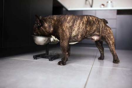 年幼的法国斗牛犬吃碗里的狗食图片