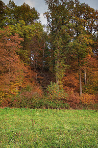 秋天风景的风景与树和叶子图片