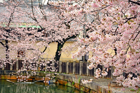 日本大阪春天的樱花或樱花图片