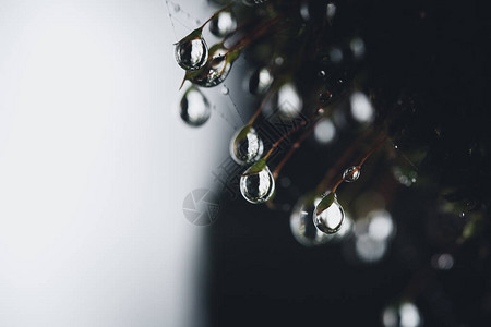 天然林下雨季的树木和图片