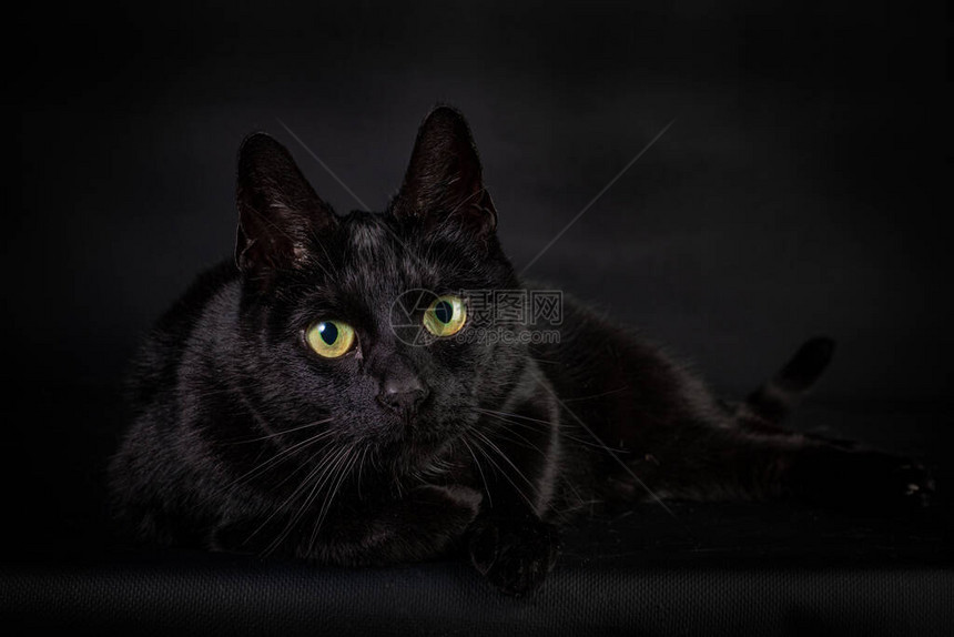 黑色的黑猫有黑色背景躺在他身边用大图片