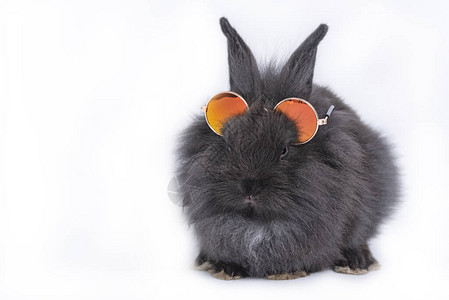 可爱的大黑兔子有橙色墨镜在孤立图片