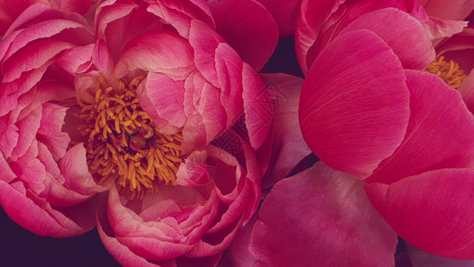 粉红色牡丹花瓣卉特写图片