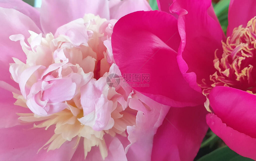 粉红牡丹花瓣精致玫瑰花牡丹图片