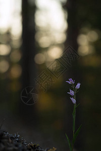 含森林背景的蓝宝石和红花生蛋白青黄色背景图片