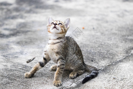 小猫灰色颜宠物运动在底图片