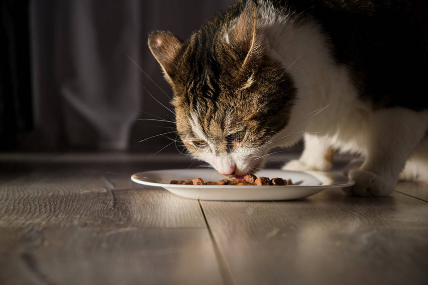 猫吃食物食物图片