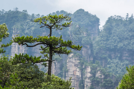 在湖南省伍林源Wwlingyuan著名旅游景点张家吉公园天津山石柱上图片