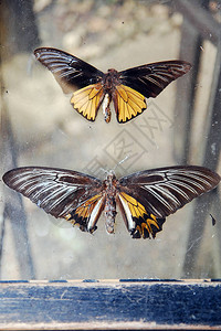 菲律宾薄荷岛栖息地蝴蝶保图片