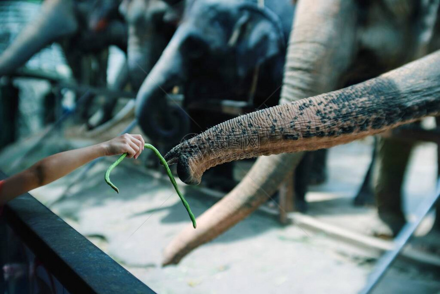 靠近动物园的大象树干亲切的人工喂食蔬图片