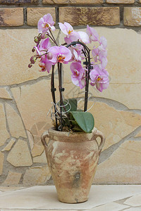 花盆中的美丽的粉红兰花图片