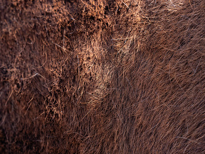 棕色马在梳洗长的温暖冬季毛皮后春皮图片