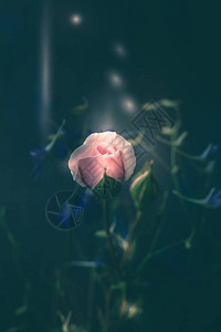 梦幻浅粉色玫瑰和暗背景宏上的野花图片