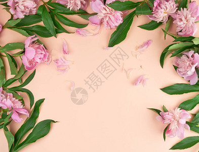 蜜桃背景的粉红小马芽中间空图片