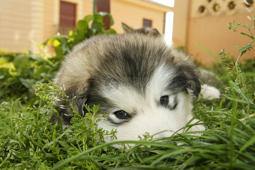 美丽的阿拉斯加雪橇犬小狗图片