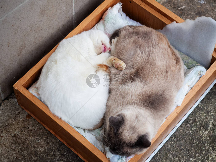 白猫睡着时在木制抽屉里的猫图片