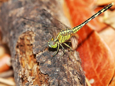 自然背景蜻蜓自然界中的蜻蜓昆虫图片