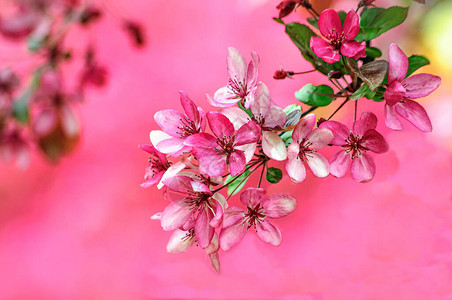 盛开的天堂苹果树以其美丽和辉煌给人图片