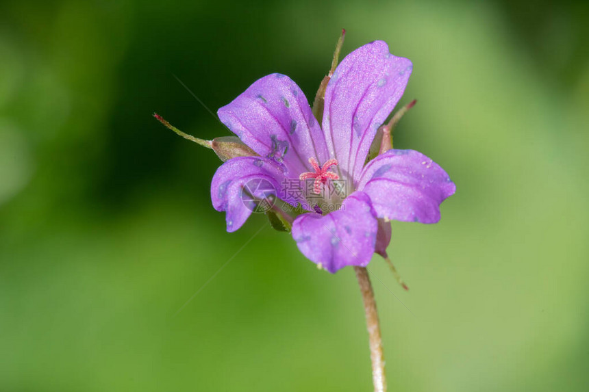 小型花朵起重机GeranuimPu图片