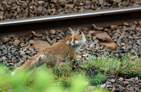 铁轨边玩耍的小狐狸图片