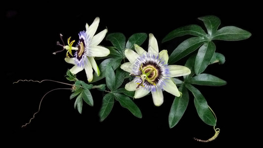 花朵和外来植物Pasiflora的背景图片