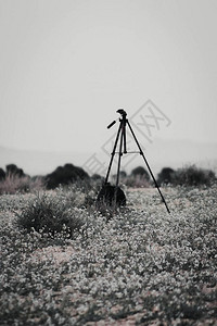 黑与白三脚架放在雏菊的田野里图片