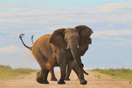 纳米比亚野外的大象图片