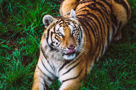 孟加拉虎躺在草地上用舌头伸出舌头舔上图片