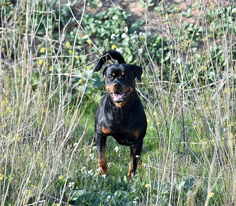 布朗贝蒂跑在绿色领域的罗威纳犬背景