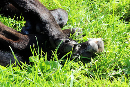黑腿流浪狗在草丛中睡着图片