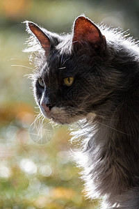 家猫Feliscatus的肖像图片