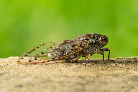 跳虫栖息在水泥地板上的大蝉背景