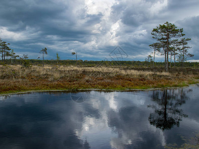 沼泽水池反映了小松树灌木丛和多云的天空图片