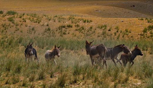一小群家庭驴子在山地草原上游荡背景图片